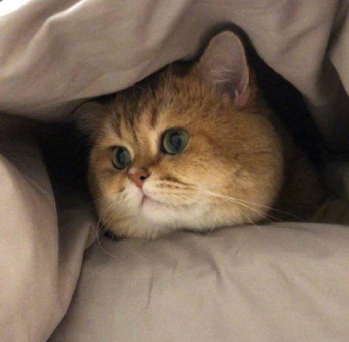 猫咪新玩法创意互动，开启萌宠娱乐时代新篇章！