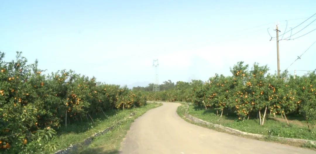 沃柑上市时间及观点论述解析