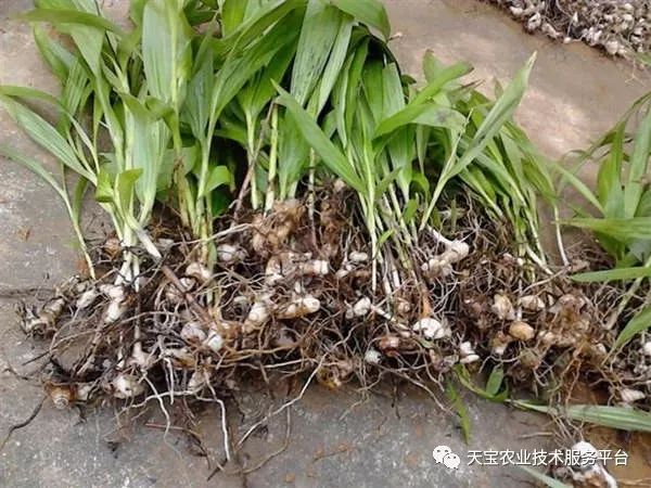 白芨价格走势分析，最新动态与市场预测