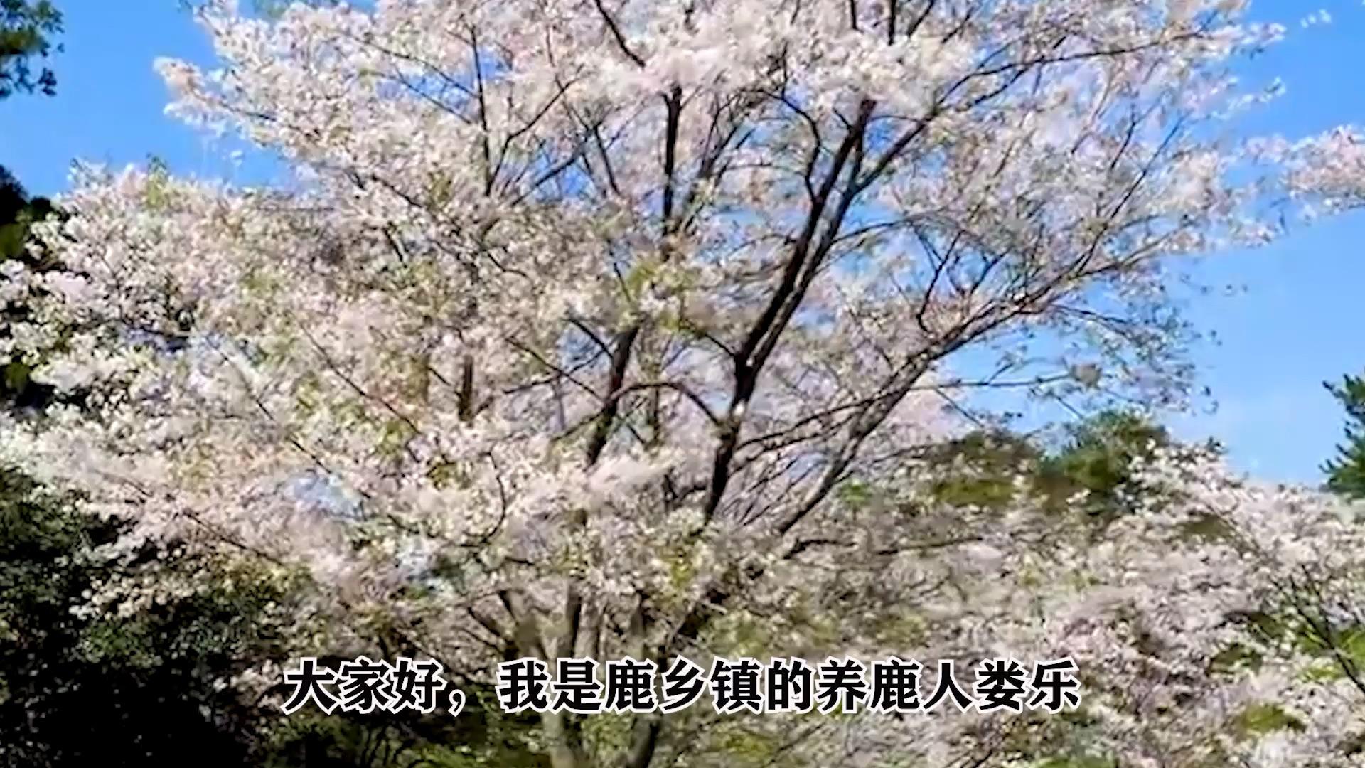 鹿角价格及自然美景之旅，探寻内心的宁静与平和