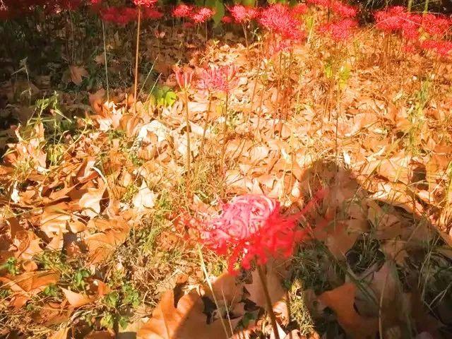 深度解读彼岸花动漫，魅力与争议并存