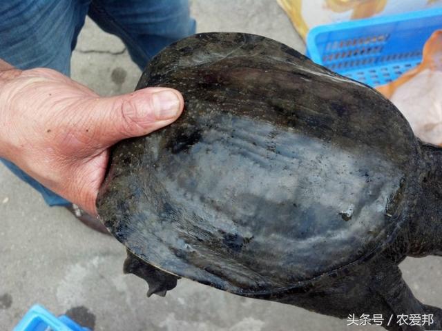 甲鱼价格揭秘，历史背景、重要事件与地位探究