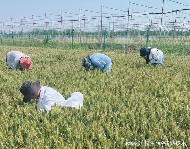 最新谷子价格走势，背景、事件与地位的回顾分析
