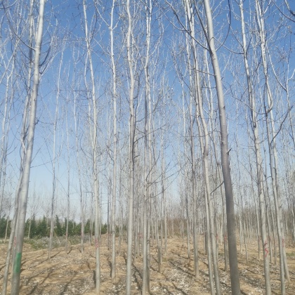 杨树最新行情解析，如何获取并分析市场动态，详解最新行情趋势