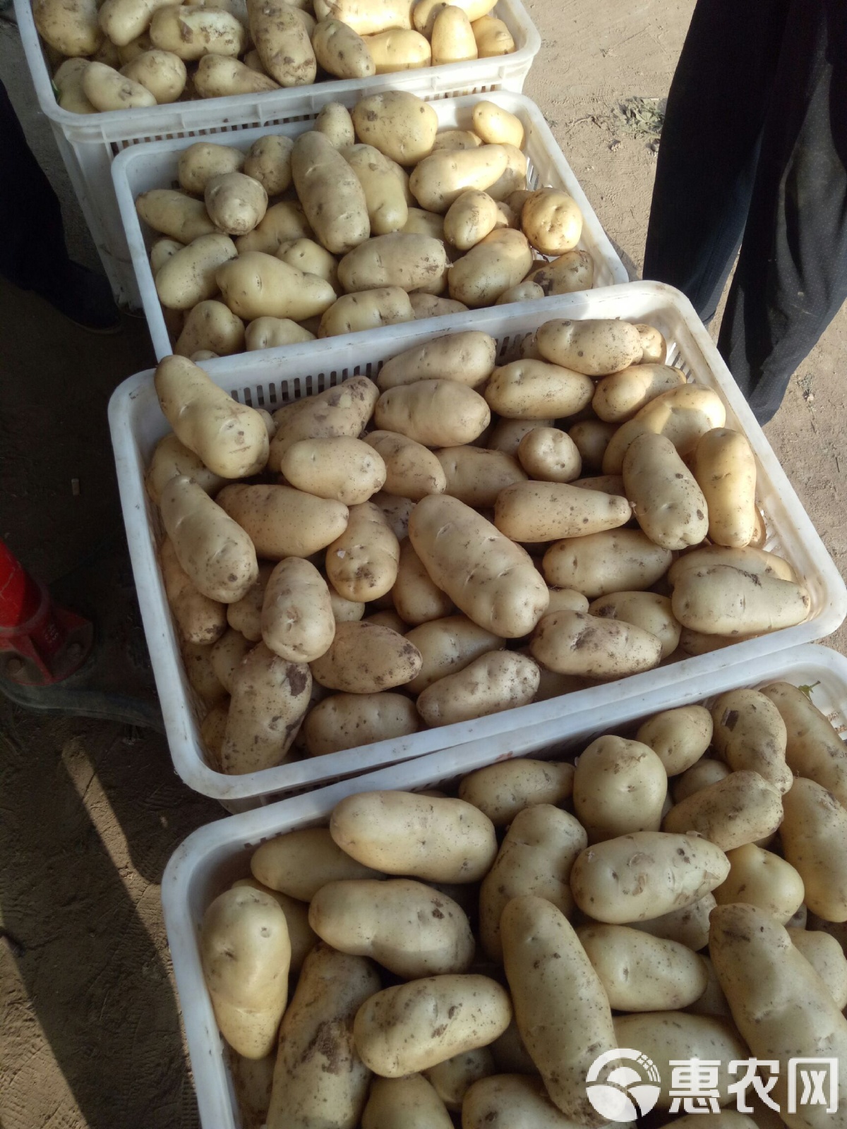 山东土豆最新价格揭秘，行情大揭秘🥔🌿