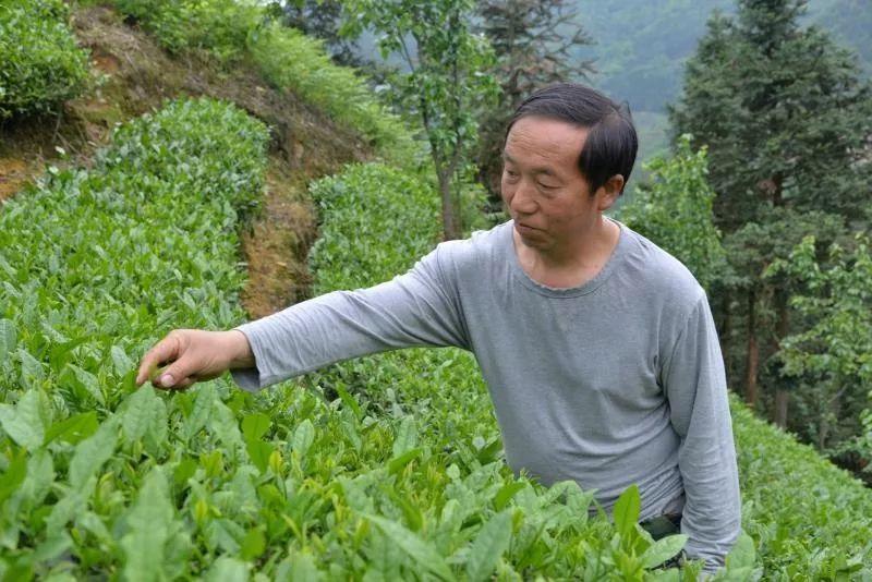 养猪最新技术引领畜牧业革新风潮