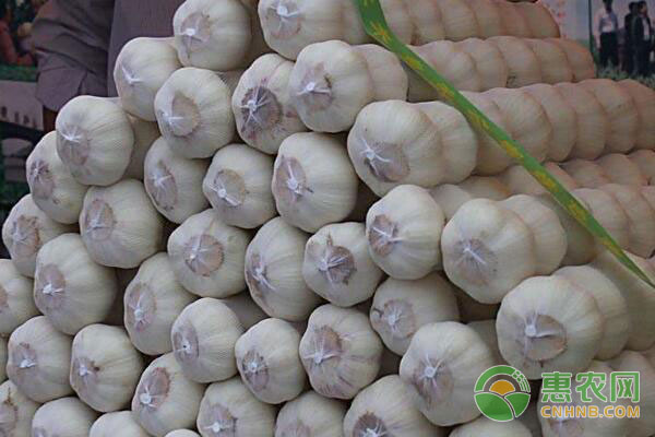 金乡蒜价格最新行情动态及指南速递