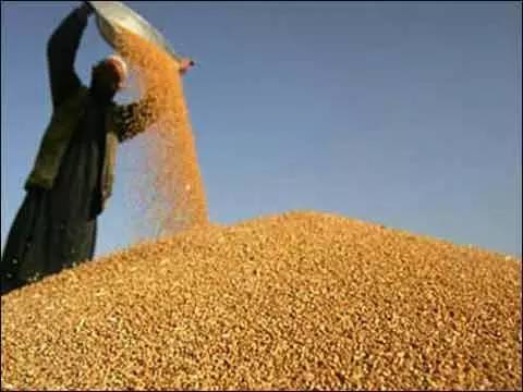 寿光玉米价格最新行情分析与趋势预测