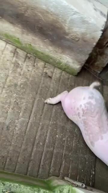 探索自然美景之旅，猪疫情之外的自然探索之旅