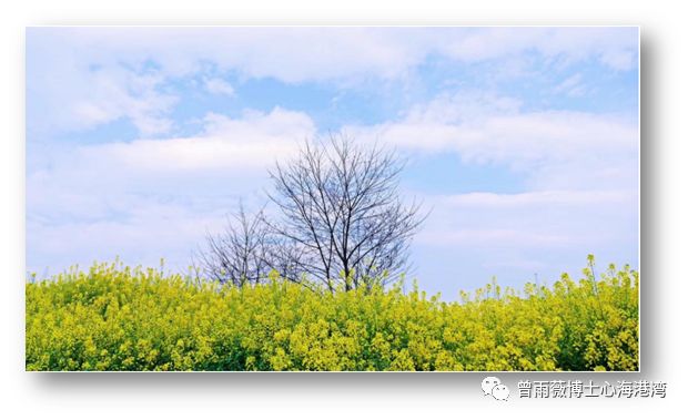 锂最新报价更新，锂的旅程，探寻自然美景与内心平静的奇缘