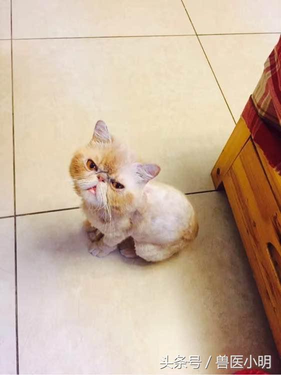 加菲猫最新版，时尚猫咪的娱乐生活新潮