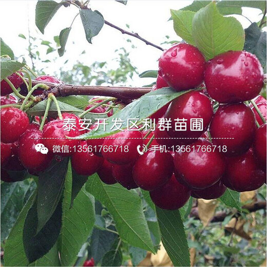 山东樱桃价格最新动态更新