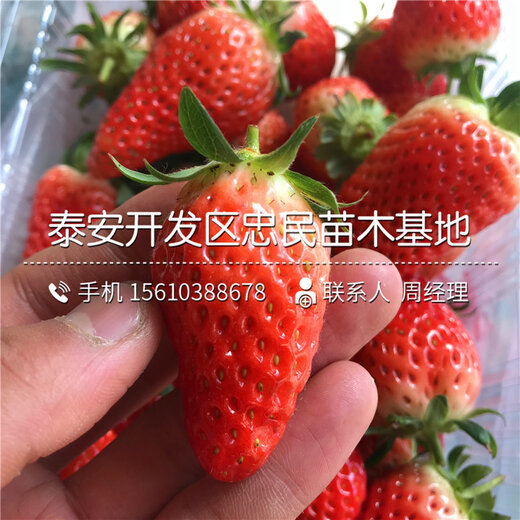草莓之夏，最新价格与甜蜜趣事揭秘