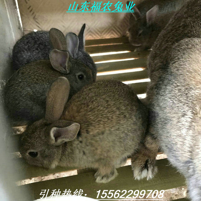 肉兔最新价格概览，市场走势、品种差异与养殖前景探讨