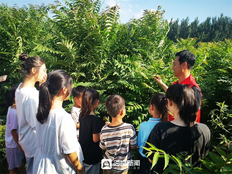椿树镇蓬勃发展新貌，最新动态展现小镇风采
