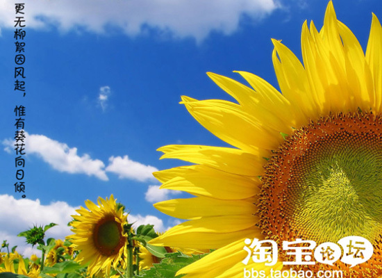 葵花价格最新行情，友情故事中的温情与价格变动