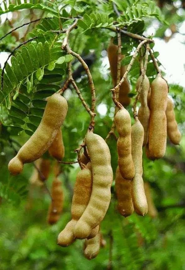 碗豆荚最新版下载，探索最新功能的下载之旅