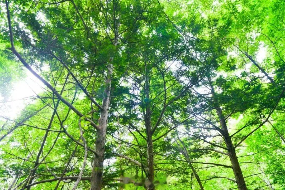绿色守护最新，小巷中的神秘宝藏探索