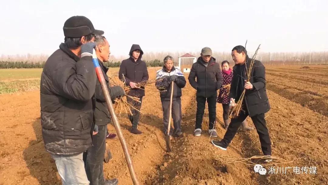 衡水小麦最新价格，科技引领市场，开启小麦市场新篇章