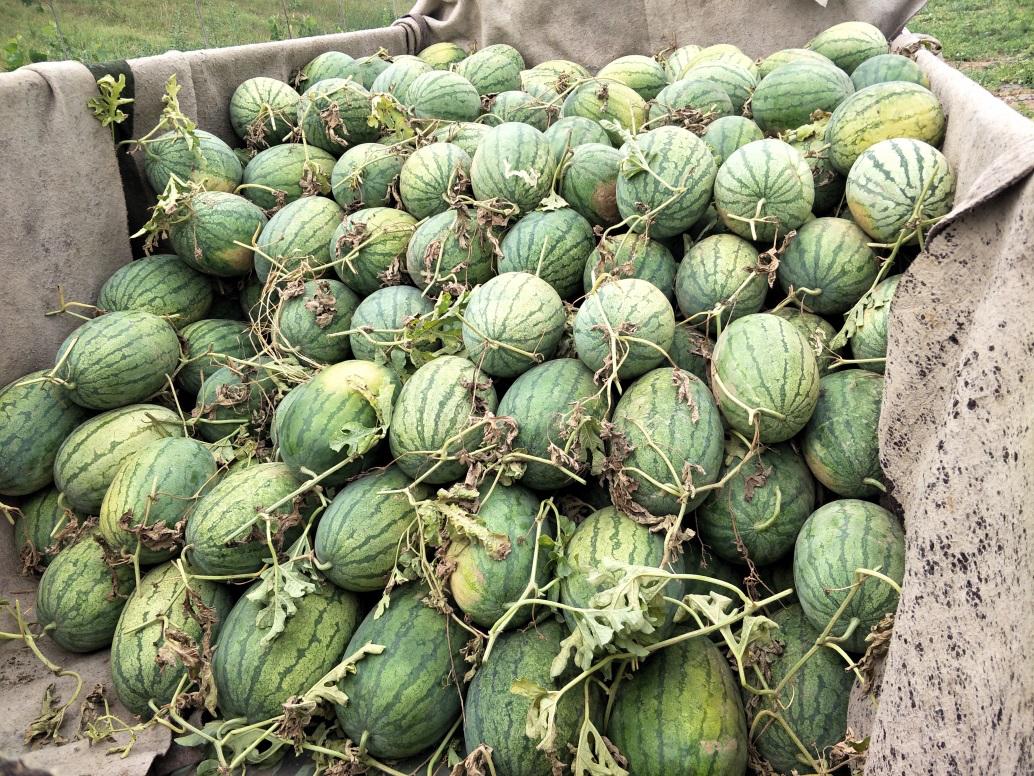 湖南西瓜价格最新动态