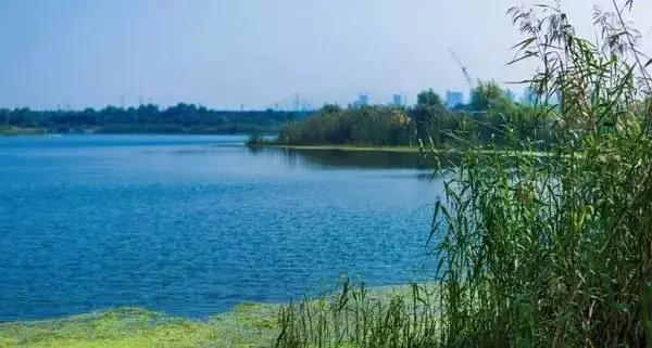 南京仙林湖最新动态，探索自然美景，寻找内心平和与宁静的旅程